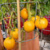 150 GOLDEN JUBILEE TOMATO Yellow Lycopersicon Lycopersicum Fruit Vegetable Seeds