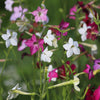 Heirloom Mixed Colors Nicotiana Seeds – (Ornamental Flowering Tobacco) Nicotiana Alata Flower – photo 3