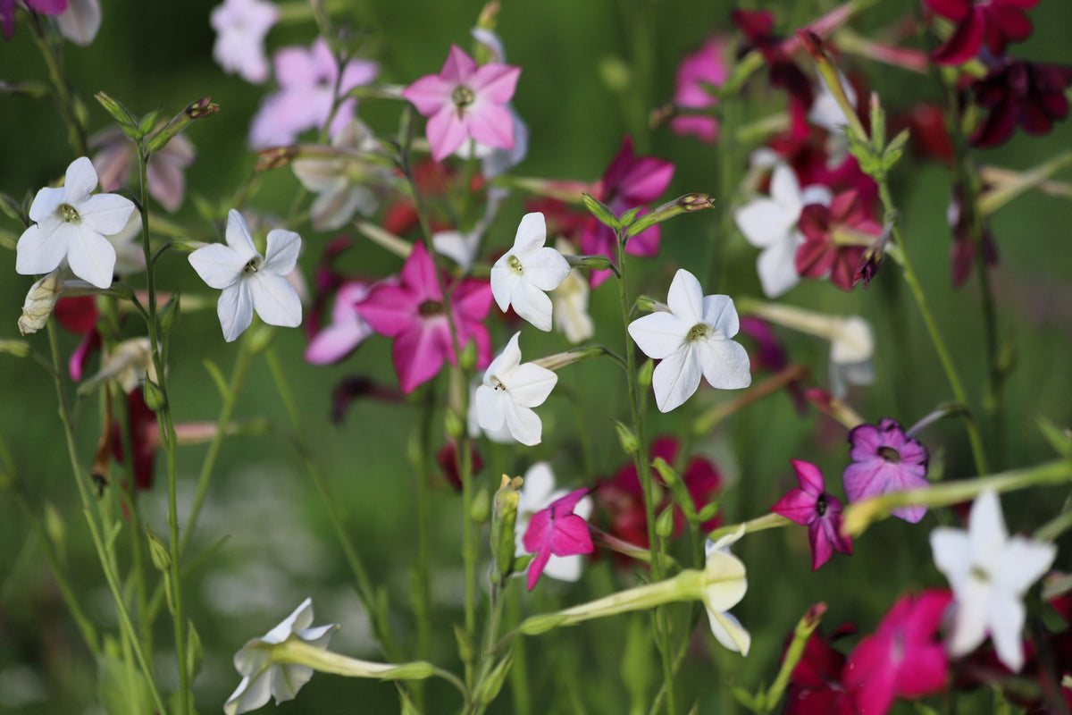 Heirloom Mixed Colors Nicotiana Seeds – (Ornamental Flowering Tobacco) Nicotiana Alata Flower – photo 3
