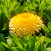 500 PACIFIC Beauty YELLOW MARIGOLD Calendula Officinalis Flower Seeds