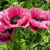 Mixed Colors Oriental Poppy Papaver Orientale Flower Seeds – photo 8