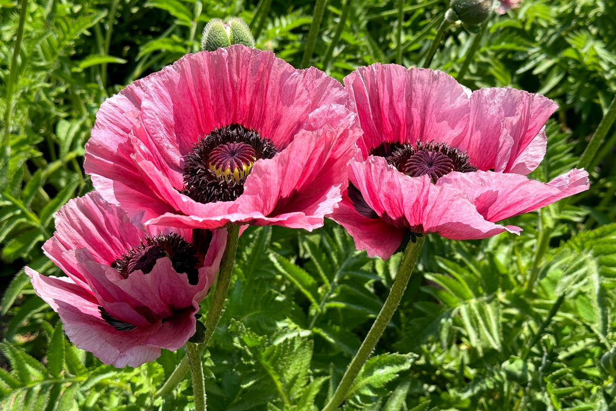 Mixed Colors Oriental Poppy Papaver Orientale Flower Seeds – photo 8