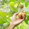 1 NUTMEG TREE Seed Myristica Fragrans Pala MACE Fruit Nut Pumpkin Pie Spice