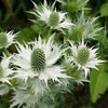 10 Giant SILVER SEA HOLLY Eryngium Giganteum Miss Willmott's Ghost Flower Seeds