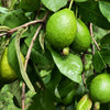20 GUAVA FRUIT Tree Shrub Psidium Guajava White Flowers Fruit Seeds