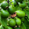 1000 BULK GUAVA Fruit Tree Shrub Psidium Guajava White Flowers Fruit Seeds