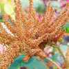 100 Pastel AUTUMNS TOUCH AMARANTHUS Cruentus Bronze Coral Apricot Flower Seeds