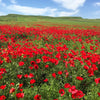 100 RED TURKISH POPPY Heirloom Papaver Somniferum Flower Seeds
