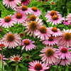 50 PINK BABY CONEFLOWER Echinacea Pallida Flower Seeds