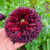 Organic Peony Poppy Mix Seeds – Papaver Paeoniflorum Mixed Colors Red, White, Pink, Black, Purple, Salmon – photo 17