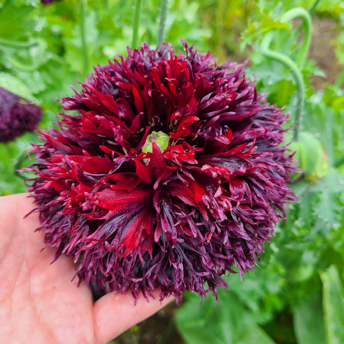 Organic Peony Poppy Mix Seeds – Papaver Paeoniflorum Mixed Colors Red, White, Pink, Black, Purple, Salmon – photo 17