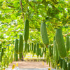 25 LUFFA SPONGE GOURD (Vegetable Sponge / Smooth Luffa / Sponge Loofa / Climbing Okra / Dishrag Gourd) Luffa Cylindrica Vine Seeds