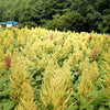 100 Pastel AUTUMNS TOUCH AMARANTHUS Cruentus Bronze Coral Apricot Flower Seeds