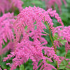 100 PINK MIX ASTILBE (False Spirea / False Goats Beard) Astilbe Chinensis Flower Seeds