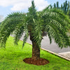 Pygmy Date Palm Seeds – Phoenix Roebelenii Dwarf Miniature Ornamental Fruit Tree Houseplant – photo 3