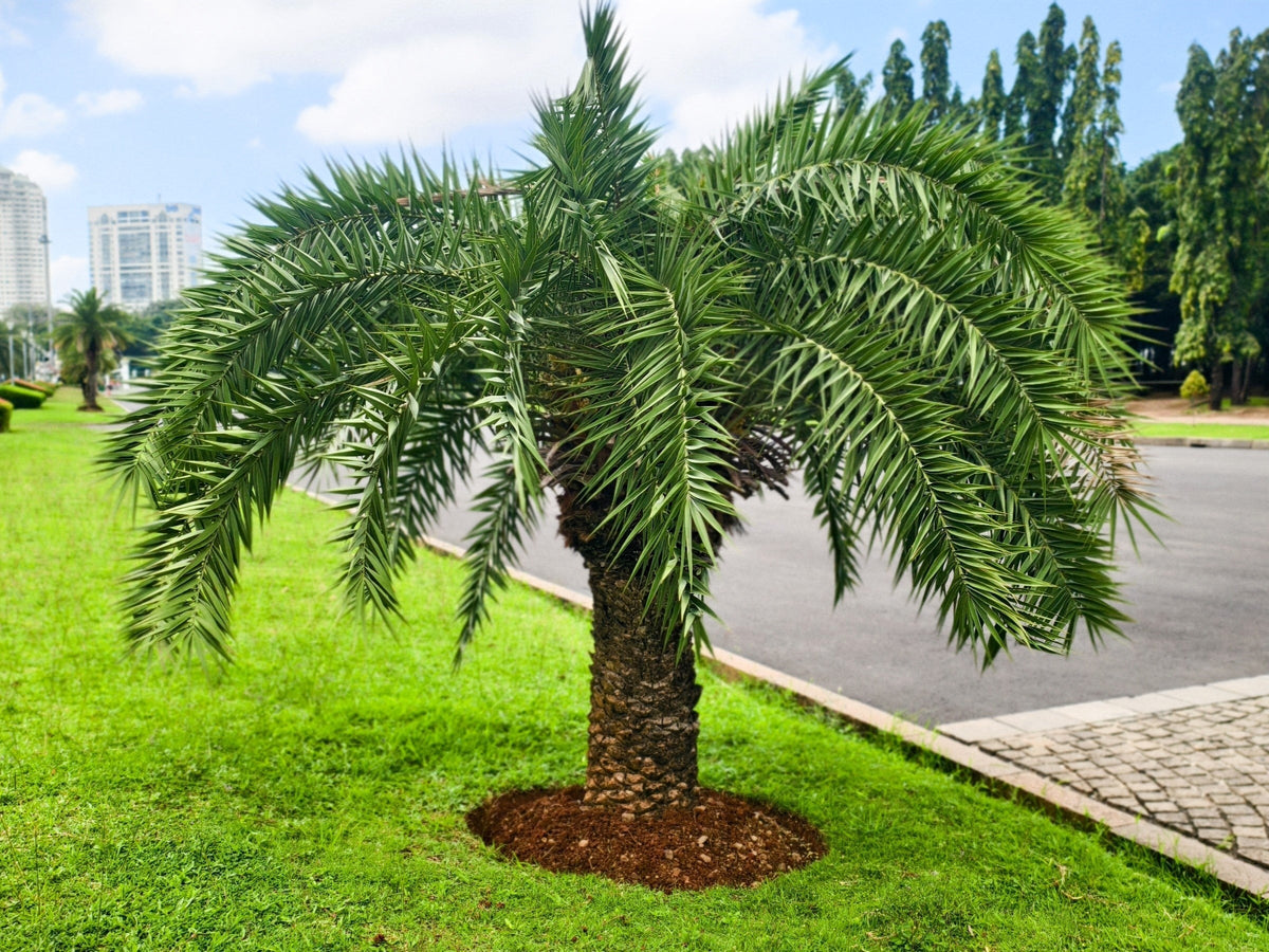Pygmy Date Palm Seeds – Phoenix Roebelenii Dwarf Miniature Ornamental Fruit Tree Houseplant – photo 3