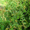20 Common HENNA Mehandi Dye Plant Lawsonia Inermis Tattoo Flower Tree Seeds
