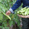 25 Louisiana LONG GREEN EGGPLANT Solanum Melongena Fruit Vegetable Seeds