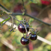 Black Cherry Tomato Seeds – Black Skin Sweet Round Lycopersicon Fruit Vegetable – photo 4