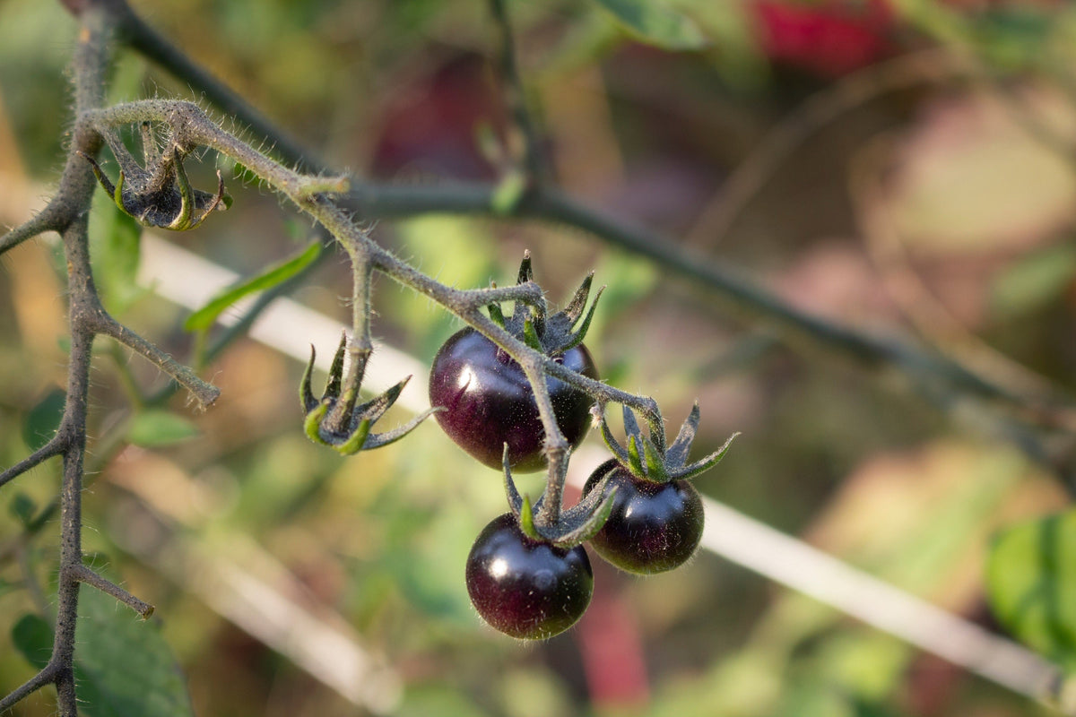 Black Cherry Tomato Seeds – Black Skin Sweet Round Lycopersicon Fruit Vegetable – photo 4