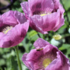 1000 LAVENDER POPPY Purple Papaver Somniferum Flower Seeds