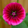 10 VULCAN MALOPE Trifida / Mallowwort / Mallow Flower Seeds