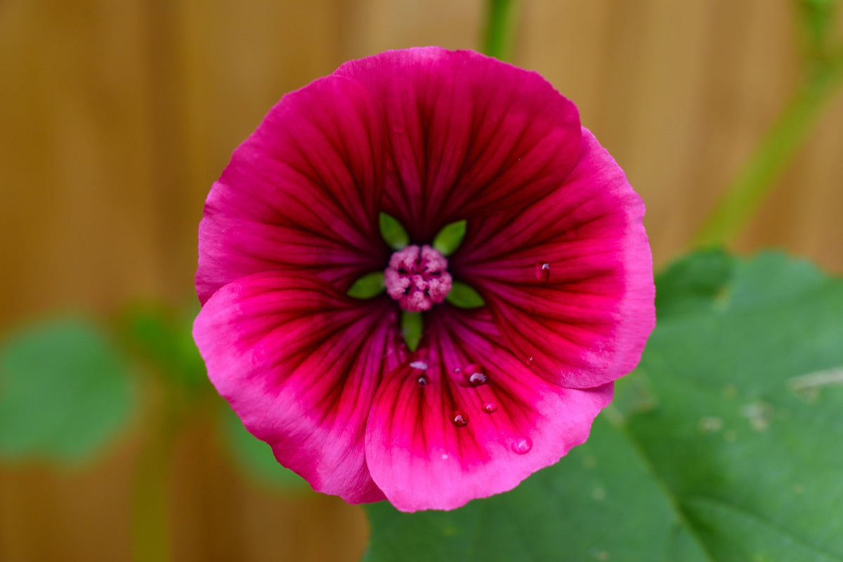 Vulcan Malope Seeds – Trifida / Mallowwort / Mallow Flower – photo 9