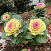50 MIXED ORNAMENTAL CABBAGE Flowering Cabbage Brassica Oleracea Seeds