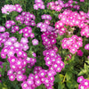Mixed Colors Drummond Phlox Mix Seeds – Pink, Red, & White Phlox Drummondii Flower – photo 11