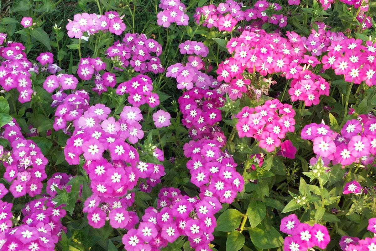 Mixed Colors Drummond Phlox Mix Seeds – Pink, Red, & White Phlox Drummondii Flower – photo 11