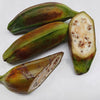 5 PLANTAIN BANANA Musa Balbisiana Hardy Red Flowering Sweet Wild Fruit Tree Seeds