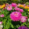 Tall Double Mixed Colors Strawflower Helichrysum Monstrosum Flower Seeds – photo 12