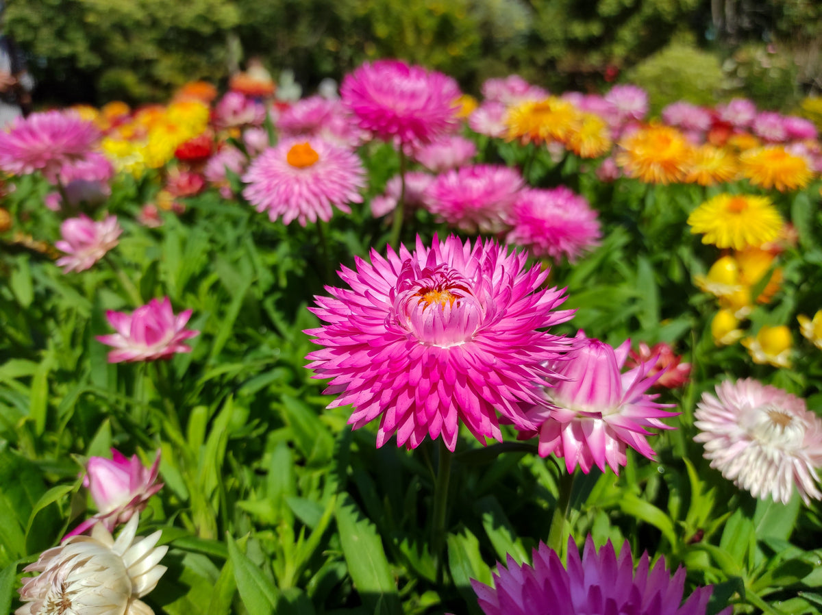 Tall Double Mixed Colors Strawflower Helichrysum Monstrosum Flower Seeds – photo 12