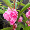 100 Mixed Colors DOUBLE CAMELLIA IMPATIENS (Balsam / Lady Slipper / Touch Me Not) Impatiens Balsamina Flower Seeds