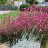 100 Pink GAURA WHIRLING BUTTERFLIES Gaura Biennis Flower Seeds