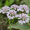 100 FIESTA Green CILANTRO / CORIANDER Coriandrum Sativum Herb Vegetable Seeds