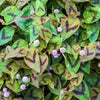 20 PUNCHING BALLS Pink Buttons Persicaria Capitata Polygonum Flower Seeds