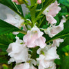 Impatiens Seeds – (Balsam / Lady Slipper / Touch Me Not) Impatiens Balsamina Flower – photo 6