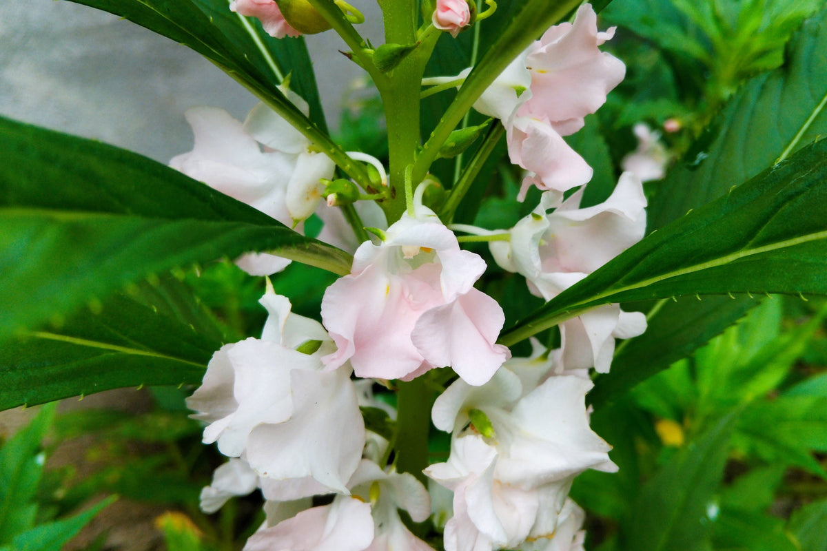 Impatiens Seeds – (Balsam / Lady Slipper / Touch Me Not) Impatiens Balsamina Flower – photo 6