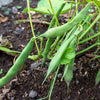 Romano Bush Bean Seeds – Italian Flat Green Pod Phaseolus Vulgaris Vegetable – photo 7