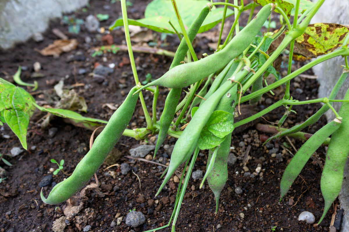 Romano Bush Bean Seeds – Italian Flat Green Pod Phaseolus Vulgaris Vegetable – photo 7