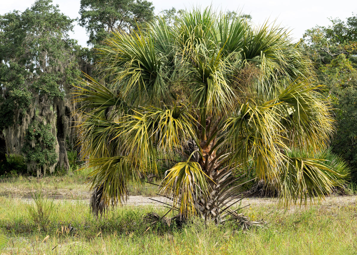 Hardy Sabal Palm Tree Seeds – Cabbage Palmetto Flower – photo 10