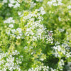 1000 CILANTRO / CORRIANDER / Chinese PARSLEY Coriandrum Sativum Herb Flower Seeds