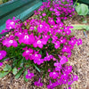 Magenta Pink Lobelia Seeds – Regatta Lobelia Erinus Flower – photo 8
