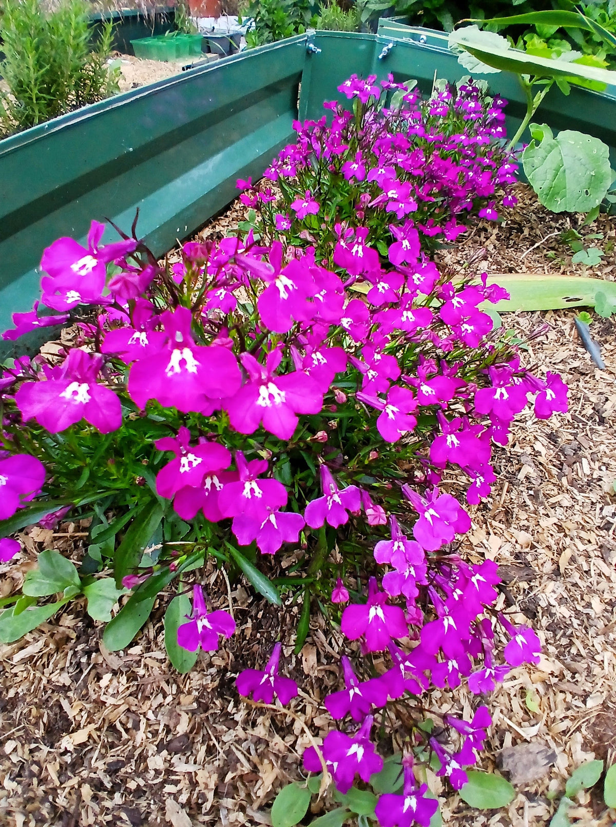 Magenta Pink Lobelia Seeds – Regatta Lobelia Erinus Flower – photo 8