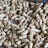 25 Seeds BAILEY II Virginia PEANUT Arachis Hypogaea Perennial Nut Plant