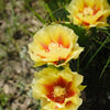 Yellow Prickly Pear Cactus Seeds – Nopal Opuntia Ficus-Indica Flower – photo 3