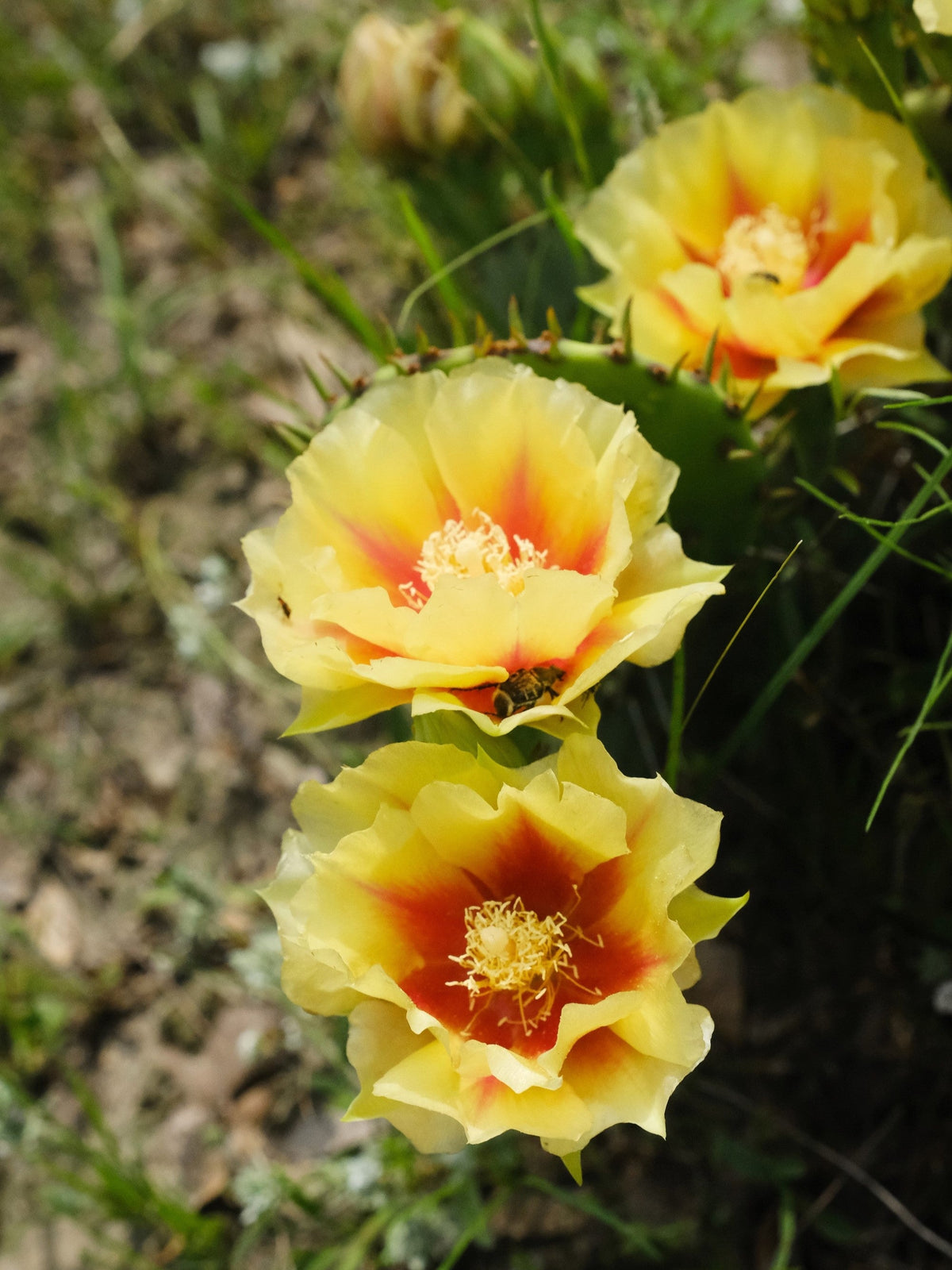 Yellow Prickly Pear Cactus Seeds – Nopal Opuntia Ficus-Indica Flower – photo 3