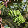 5 PLANTAIN BANANA Musa Balbisiana Hardy Red Flowering Sweet Wild Fruit Tree Seeds