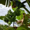 5 PLANTAIN BANANA Musa Balbisiana Hardy Red Flowering Sweet Wild Fruit Tree Seeds